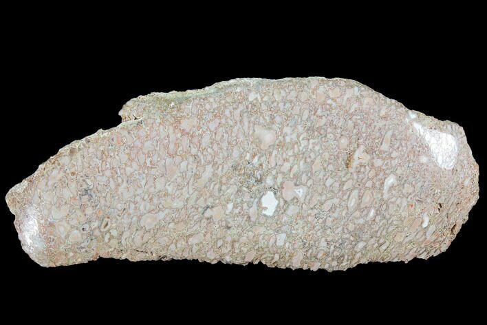 Polished Dinosaur Bone (Gembone) Section - Colorado #86835